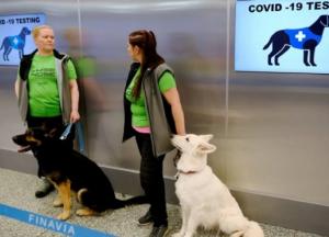 В Украине могут привлечь собак для выявления больных COVID-19