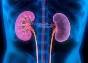 Медики назвали четыре скрытых симптома инфекции почек