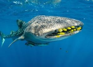 Ученые установили возраст акул благодаря испытанию атомного оружия