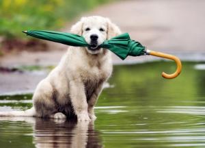 Больше солнца – меньше опасность заражения. Но в выходные и понедельник солнца будет немного