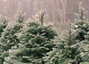 В Киеве на елки нанесут "антивандальную смесь"