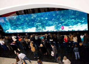 Аквариум в Киеве в Ocean Plaza: уникальные обитатели океанских глубин