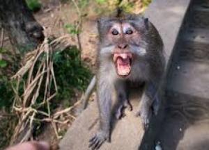 В Индии обезьяна взломала банкомат и скрылась с места преступления (видео)
