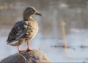 ​В Бердянске из зоопарка похитили утку Катю и требовали выкуп за нее