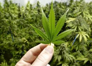 Аваков заблокировал легализацию каннабиса - Супрун