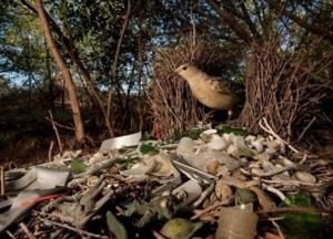 Не 1000 лет: ученые опровергли миф о разложении пластика