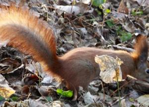 Прогноз погоды на 26 марта: большинство областей согреет солнце