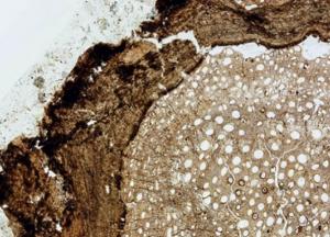 Ученые нашли окаменелости неизвестного ранее растения 