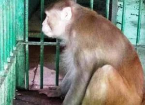 Оставшаяся без алкоголя обезьяна убила человека