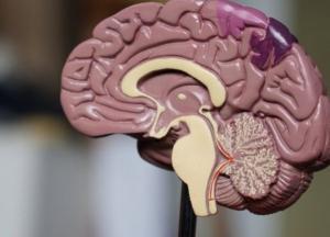 Ученые выяснили, почему стареет человеческий мозг