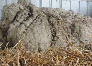 В Австралии умерла самая заросшая овца