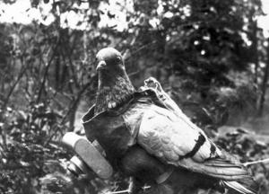 Найдено потерянное почтовым голубем 110 лет назад письмо немецкого офицера