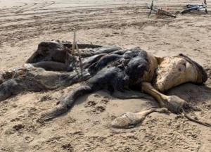 В Британии на пляже нашли 4-метровую тушу неизвестного существа (фото)