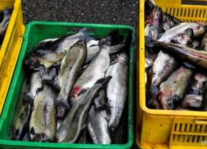 Украина установила рекорд по экспорту рыбы