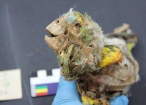 В пустыне Атакама обнаружили интересную находку (фото)