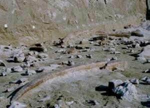 Археологи обнаружили уникальные древние инструменты из слоновой кости