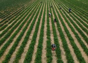 Для сельхозпроизводителей заработали новые налоговые правила