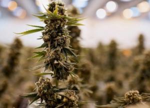 ООН исключила каннабис из списка опасных наркотиков