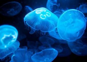 Из медуз сделали киборгов для глубоководных исследований