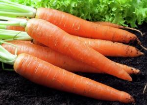 Стало известно, кому не рекомендуется употреблять морковь