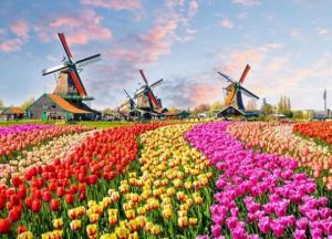 В Нидерландах уничтожили 400 млн цветов из-за коронавируса