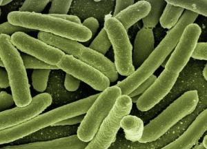 Медики объяснили, какие вирусы и бактерии вызывают рак