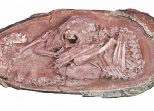 В Китае ученые нашли идеальный эмбрион динозавра (фото)