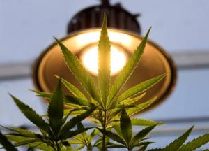 Конопля – эффективный источник электричества?