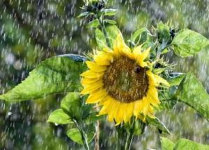 Прогноз погоды на 4 августа: в часть областей пройдут дожди с грозами