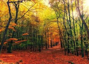 Прогноз погоды на 30 сентября: в большинстве областей будет солнечно