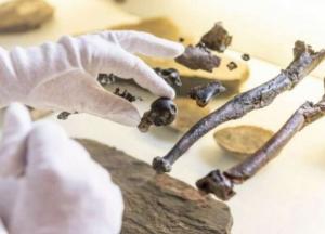 Ученые обнаружили новый вид приматов с необычными конечностями 