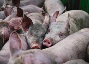 Загинули 13 тисяч свиней: який вигляд зараз має ферма на Харківщині, яку атакували російські дрони (відео)