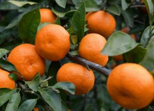 Кому нельзя есть мандарины 