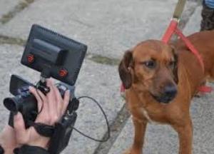 Юный герой: во Львовской области 13-летний школьник спас чужую собаку, которая застряла в теплотрассе (видео)
