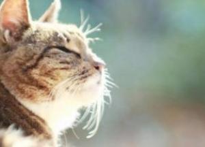 Прогноз погоды на 17 января: зима опять удивит