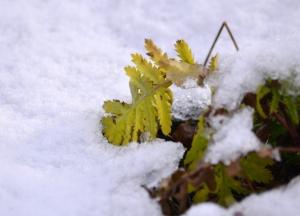 Прогноз погоды на 1 декабря: в Украине будет солнечно и снежно