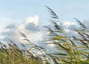 ​Сильный порывистый ветер принесет в Украину потепление