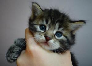 В Сумах девочки-подростки топили котят и снимали это на видео