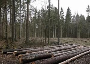 Впервые за последние 10 лет в Украине проведут национальную инвентаризацию лесов