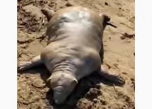 На побережье острова Крит нашли останки загадочного существа