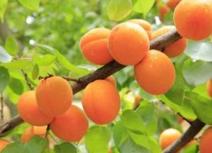 Диетолог объяснила, чем грозит употребление абрикосов на голодный желудок