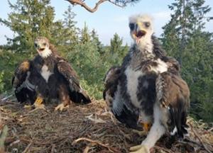 В Беларуси впервые за пять лет нашли гнездо с птенцами беркута 