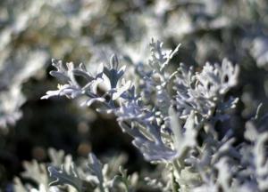 Ученые обнаружили растение, которое за 16 часов убивает раковые клетки 