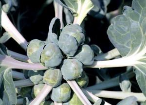 Медики назвали овощ, снижающий риск рака и заболеваний сердца