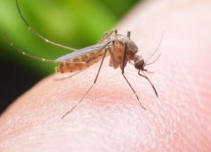 Врачи назвали группу крови, которую больше всего "любят" комары