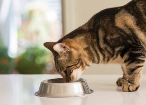 Ученые рассказали, как правильно кормить кошек