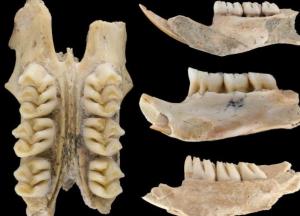 Ученые обнаружили останки крупнейших крыс в Евразии