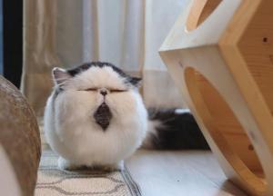 В Сети нашли самого сонного кота (фото)