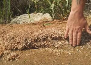 В Одесской области на берег выбросило тысячи мертвых креветок (фото)