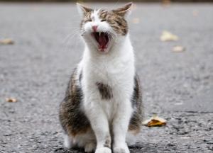 Прогноз погоды на 12 ноября: по всей Украине будет солнечно и прохладно